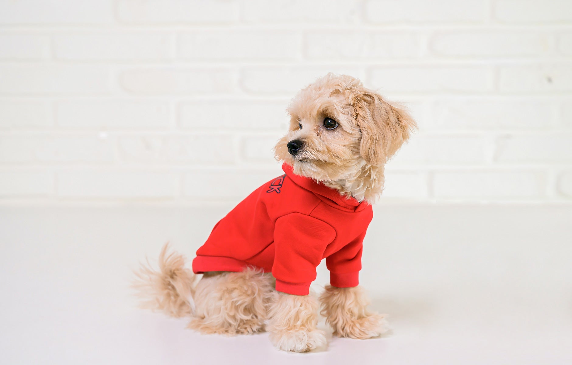 ブラックレースフード犬服 NY GOLD ブラックレースフード犬服 NY GOLD ペットウエア 勝負服 社台レース